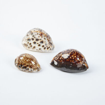 A Trio Of Laquered Sea Shells