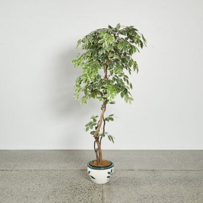 A Faux Variegated Indoor Ficus Plant