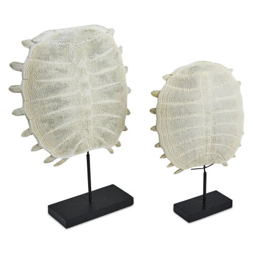 Two Tropical Freshwater Turtle Shells on Stand