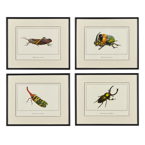 Four Colourful Insect Prints