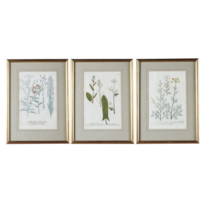 Three Johann Weinmann Botanical Lithographs