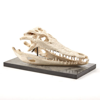 An Antique Papuan Saltwater Crocodile Skull
