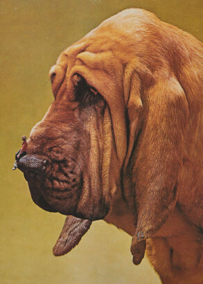 MEGAN ARCHER Blood Hound