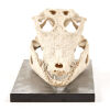 An Antique Papuan Saltwater Crocodile Skull - 2