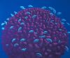 MICHAEL SMITHER Coral Head with Fish