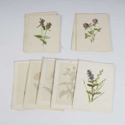 A Collection of Twelve Botanical Plates Attributed to Mila Lippmann Pawlowski