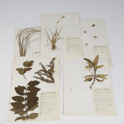 A Set Of Five Native Flora Cards Of New Zealand Circa 1970-72