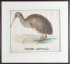 SHAW Apteryx Australis - 2