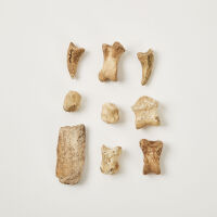 A Collection of Moa Toe Bones