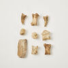 A Collection of Moa Toe Bones