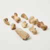 A Collection of Moa Toe Bones - 2