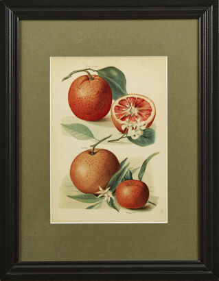Orange & Tangerine Fruit Original 19th Century Lithograph