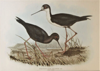 A John Gould and Henry Richter New Zealand Stilt Hand-Colored Lithograph