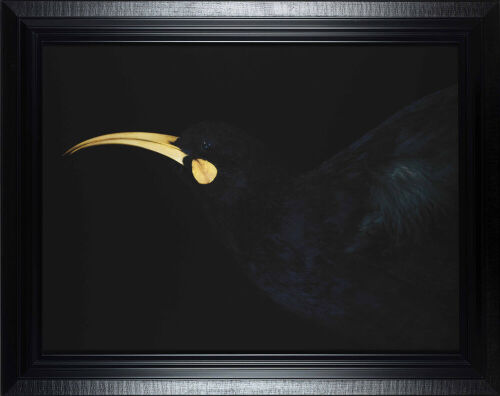 FIONA PARDINGTON Canterbury Museum Huia