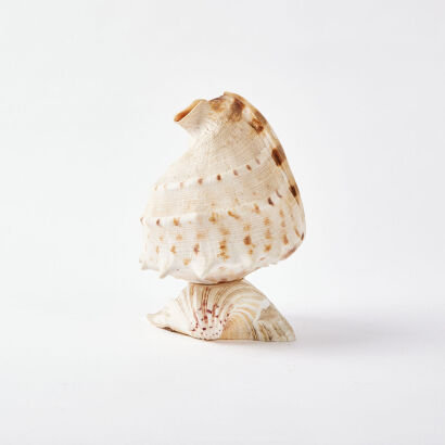 A Large Conch Shell With Shell Stand