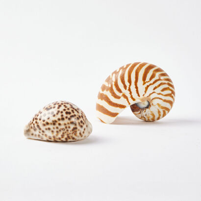 A Pair Of Decorative Shells