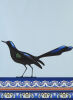 DON BINNEY Grackle, Veracruz
