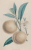 WALTER HOOD FITCH Early York Peach