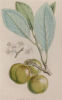 WALTER HOOD FITCH Transparent Gage Plum
