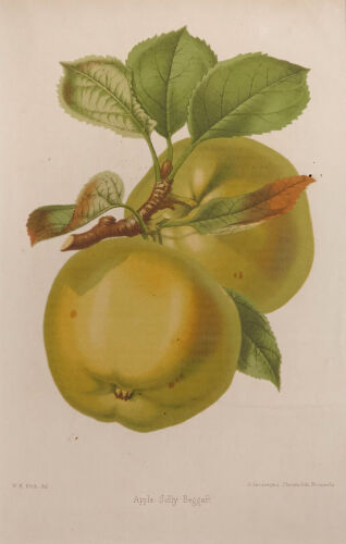 WALTER HOOD FITCH Apple Jolly Breggar