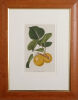 WALTER HOOD FITCH Apricot Angoumois Hatif - 2