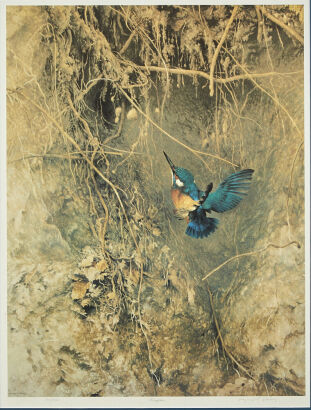 RAYMOND CHING Kingfisher