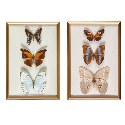 A Pair of Framed South American Butterflies