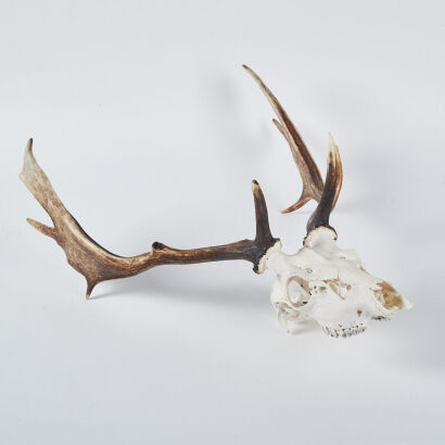 A Waipiti Trophy Antler