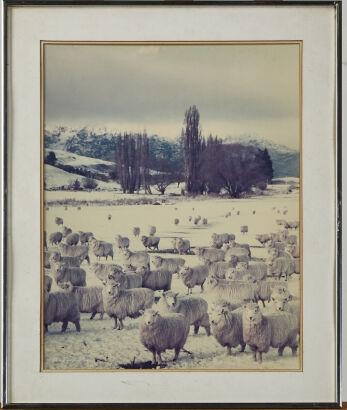 A Ronald Woolf Original Photograph Winters Pastures South Island c. 1983