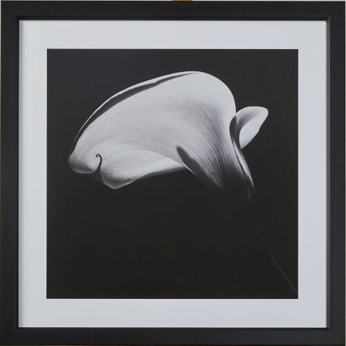 ROBERT MAPPLETHORPE Calla Lily