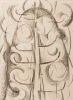 COLIN MCCAHON Kauri