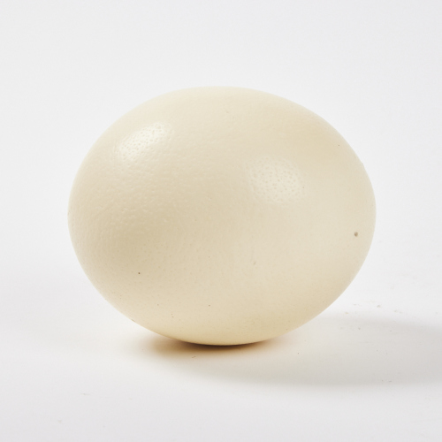 An Ostrich Egg