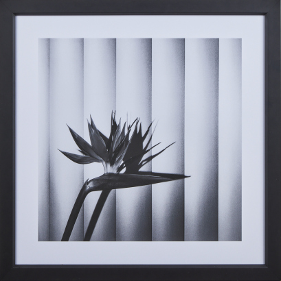 AFTER ROBERT MAPPLETHORPE Bird Of Paradise Print