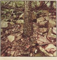 Ian MacDonald - Nikau Palm Near Te Hue Stream Little Barren Island