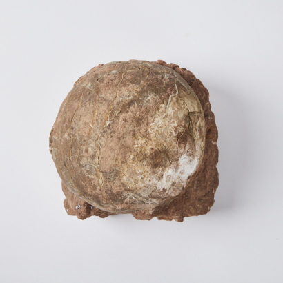 A Cretaceous Era Saurischian Fossilised Dinosaur Egg, Henan Province, China