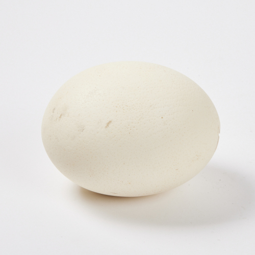 An Ostrich Egg