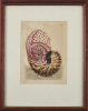 Emperor Nautilus Cephalopod by George Shaw