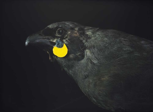 FIONA PARDINGTON Portrait of a South Island Kokako, Extinct