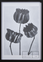 KARL BLOSSFELDT Abutilon Print