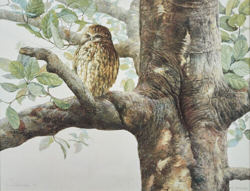 MERRILYN JACQUIERY NZ Morepork