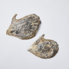 A Pair Of Large Oyster Shells - 2