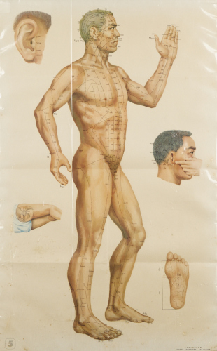 A Soviet Anatomy Chart