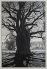 RACHEL NEWLING Baobab Tree Near Wyndham