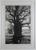 RACHEL NEWLING Baobab Tree Near Wyndham - 2