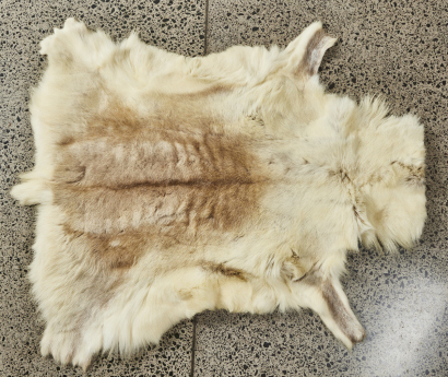 A Reindeer Hide