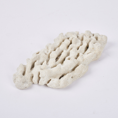 A Piece Of White Coral