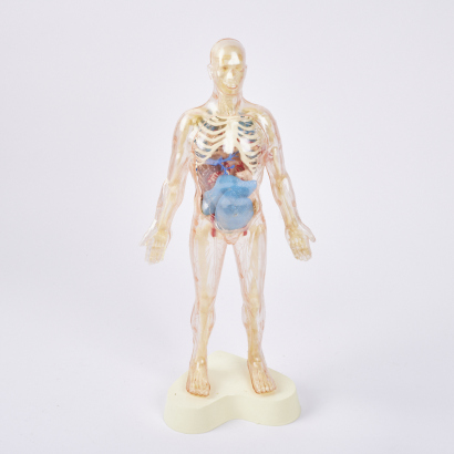 The Visible Man Vintage Anatomical Model