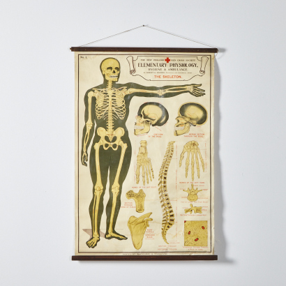 An Antique New Zealand Red Cross Society Physiological Poster of a Skeleton