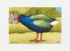 DON BINNEY Motutapu Takahe Release III