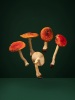 ANN SHELTON Shine even into its darkest winter (Fly Agaric)